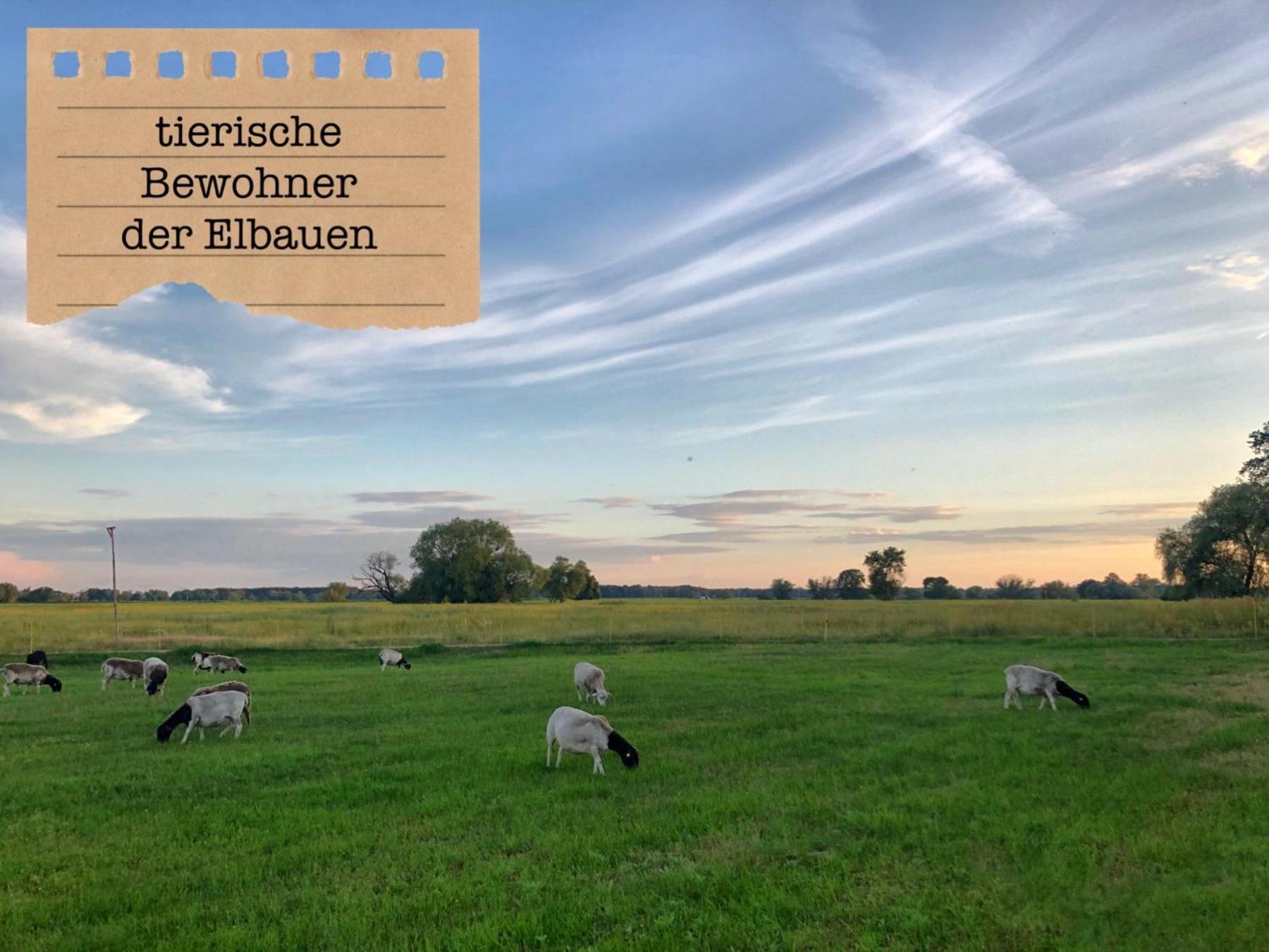 Ferienwohnungen „Zur Alten Schule“ direkt an der Elbe Wittenberg Exterior foto